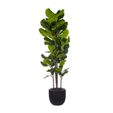 Green Potted Fiddle Leaf Tree