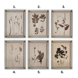 Dried Botanical Art Print