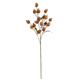 Chinese Lantern Stem
