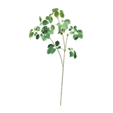 Virginia Creeper Stem