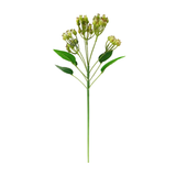 Green Rosehip Stem