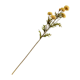 Aster White Stem