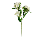 White Heavenly Jasmin Stem