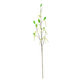 Spring Catkin Stem