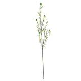 Spring Catkin Branch