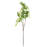 White Wisteria Branch
