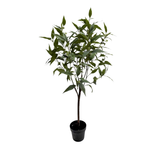 Potted Australian Tree