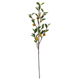 Sweet Clementine Branch