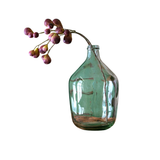 Purple Bunching Fig