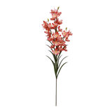 Coral Cymbidium Orchid