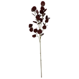 Plum Silver Dollar Eucalyptus