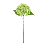 Bridal Hydrangea Stem