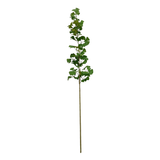 Estate Ginko Branch