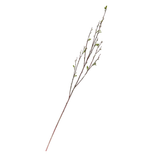 French Pussy Willow Stem