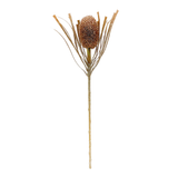 Coffee Banksia Protea Stem
