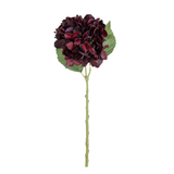 Crimson Hydrangea