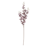 Onsidium Orchid