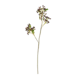 Viburnum Berry Stem