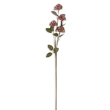 Eucalyptus Berry Stem