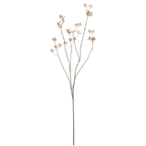 Kangaroo Paw Stem