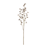 Salix Berry Stem