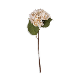 Morning Mist Hydrangea