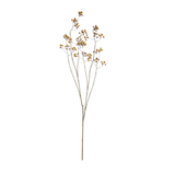 Dogwood Bough Stem