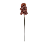 Antique Pink Cone Hydrangea
