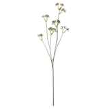 Wild Viburnum Berry Stem