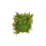 Feather Moss