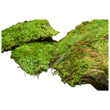 Mood Moss