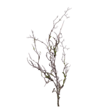 Moss Covered Branch