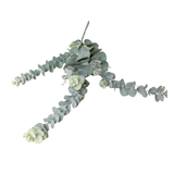 Frosted Eucalyptus