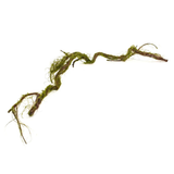 Moss Vine