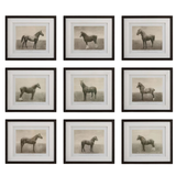 Equine Dynasty Art