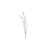 Willow Branch
