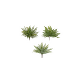 Fern Bush