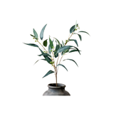 Eucalyptus Fruit Stem