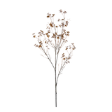 Hibernal Blossom Stem