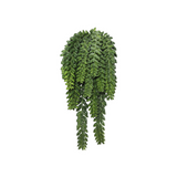 Donkey Tail Bush