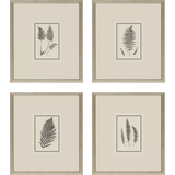 Petite Ferns Art